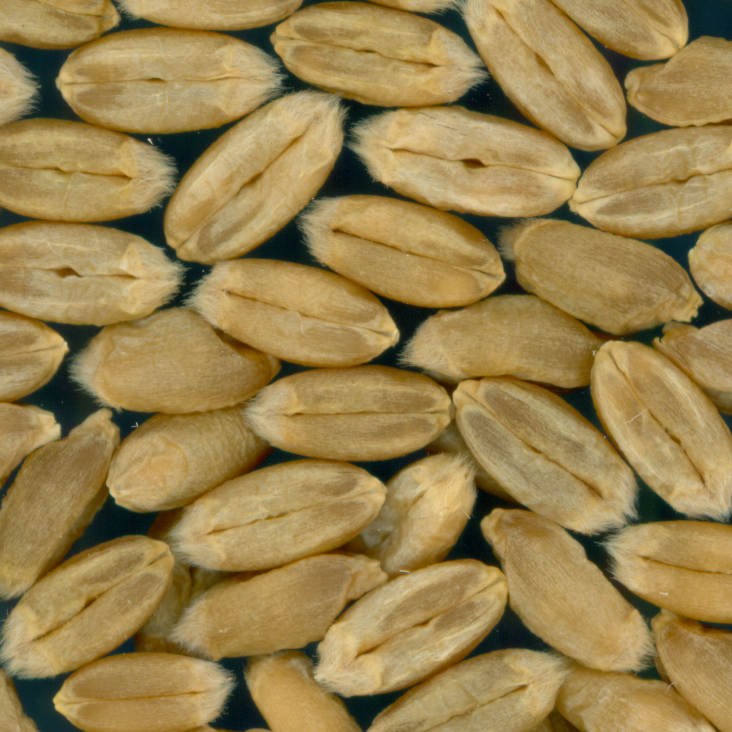 KERNELS